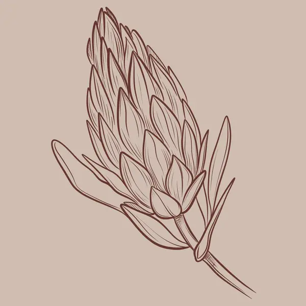 Protea çiçekleri arka plan çiziyor. Kart için asgari tasarım. Botanik sürekli çizim. Protein çizimi.
