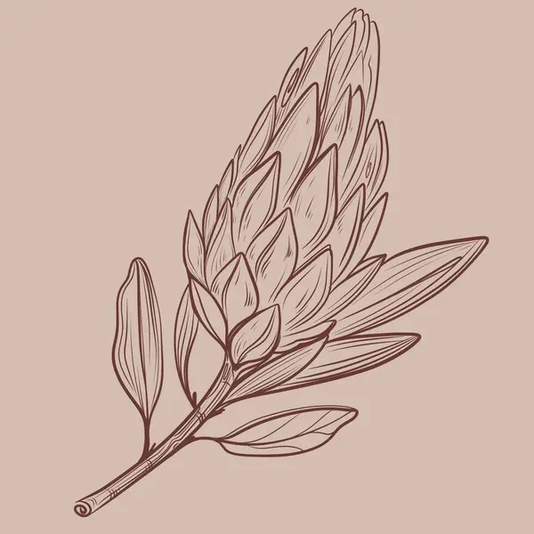 Protea çiçekleri arka plan çiziyor. Kart için asgari tasarım. Botanik sürekli çizim. Protein çizimi.