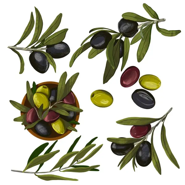 Renkli zeytin ve dalları elle çizim resimlerini ayarla