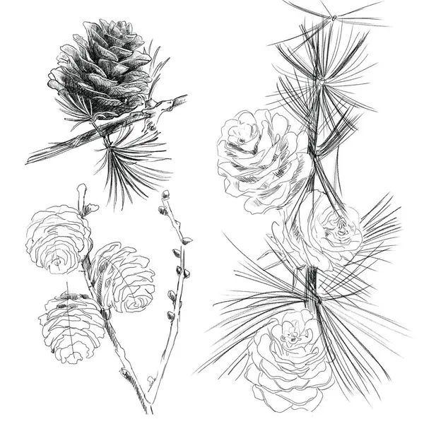 Kalem Taslak Ormanı Çam Kozalakları ve Dalları. Çizimler, doku, ince çizgiler ve doğal formlar üzerinde yoğunlaşan botanik çizim geleneklerinden esinlenilmiştir.