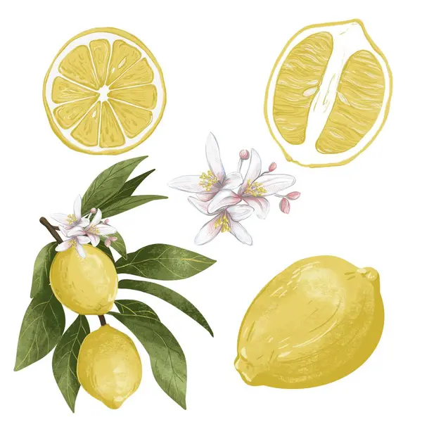 Taze sarı limon ve yeşil yapraklı limon dallarının renkli bir çizimi. Canlı bir botanik kompozisyonu mutfak baskıları, tarif kartları, ambalajlama veya yaz temalı tasarımlar için mükemmeldir..