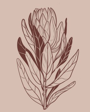  Bej rengi kompozisyon El bej arka planda kahverengi mürekkeple protea çiçeğinin doğrusal çizimi. Çiçek izleri, volta ve kumaş için mükemmel.