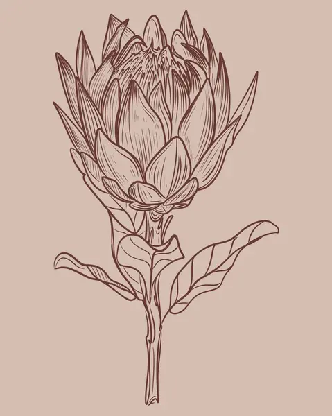  Bej rengi kompozisyon El bej arka planda kahverengi mürekkeple protea çiçeğinin doğrusal çizimi. Çiçek izleri, volta ve kumaş için mükemmel.