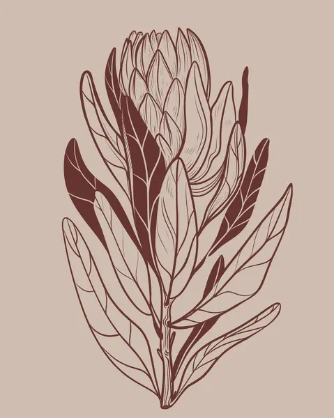  Bej rengi kompozisyon El bej arka planda kahverengi mürekkeple protea çiçeğinin doğrusal çizimi. Çiçek izleri, volta ve kumaş için mükemmel.