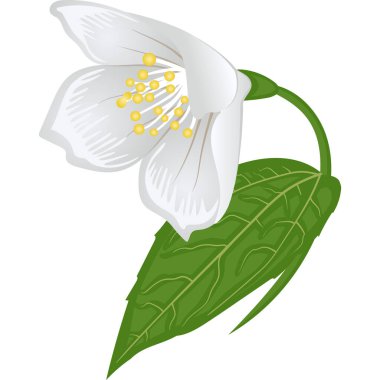 Beyaz yasemin, çiçek biraz yana doğru çekilir, merkeze yakın, beyaz arka planda bir dalda yaprak ile güzel bir el çizimi vektör çizimi ile.