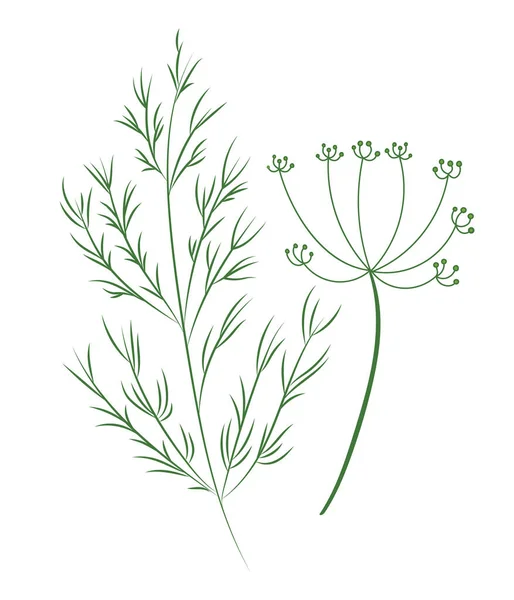 Άνηθος Φυτό Ζωγραφισμένα Στο Χέρι Διανυσματική Απεικόνιση Επίπεδη Σχεδίαση — Διανυσματικό Αρχείο