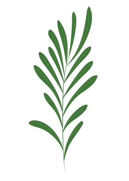Rosemary Növény Kézzel Húzott Vektor Illusztráció Lapos Kialakítású — Stock Vector