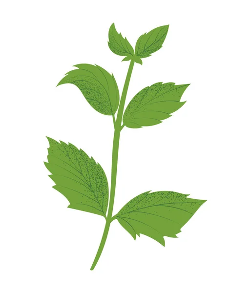 Pfefferminzpflanze Handgezeichnete Vektordarstellung Flachem Design — Stockvektor