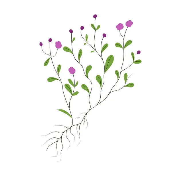 Kakukkfű Gyökérrel Virágokkal Kézzel Húzott Vektor Illusztráció Lapos Kivitelben — Stock Vector