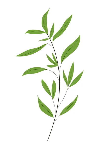 Χειροποίητο Βότανο Φυτό Απομονωμένη Διανυσματική Απεικόνιση — Διανυσματικό Αρχείο