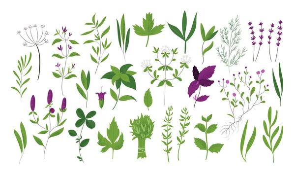 Nagy Készlet Kézzel Rajzolt Provence Gyógynövények Növények Elszigetelt Vektor Illusztráció — Stock Vector