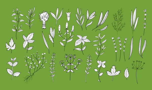 大套装 手工绘制普罗旺斯香草和植物的轮廓风格 孤立的病媒图解 — 图库矢量图片