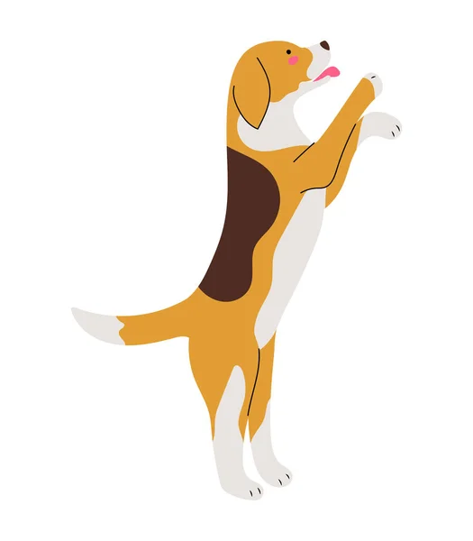 Beagle Pies Stojący Jego Tylnych Nogach Odizolowany Wektor Ilustracja Cute — Wektor stockowy