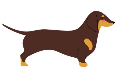 Klasik profil pozunda duran Dachshund köpeği, izole vektör illüstrasyonu