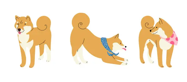 Üç şirin Shiba Inu ya da Akita Japon köpekleri ile dizayn edilmiş, izole vektör illüstrasyonu.