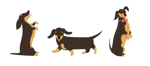 Conjunto Com Três Cães Raça Dachshund Ilustrações Vetoriais Isoladas Design —  Vetores de Stock