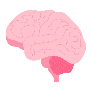 İnsan beyni, düz tasarımda izole edilmiş el çizimi vektör çizimi