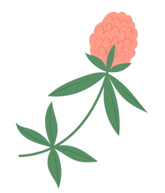 Şirin el çizimi pembe yonca, izole vektör çizimi düz stil