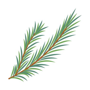 El çizimi basit ladin dalı, beyaz arka planda izole edilmiş.