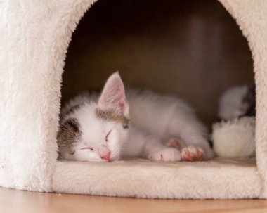 Avrupai kedi yavrusu konforlu evinde uyuyor