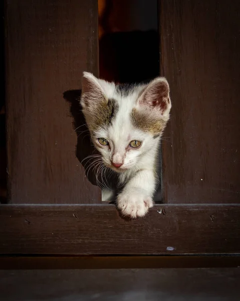 Common European cat puppy peeks out between the slats of a country fence