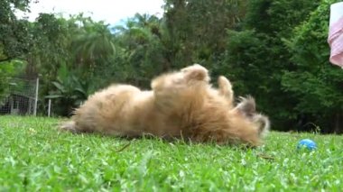 Köpek çimenlerde yatıyor, yüzü yukarıda, topla oynuyor.