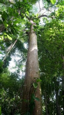 Atlantik ormanlarından büyük bir ağaç, Guapuruvu, hızlı büyüyen bir ağaç.