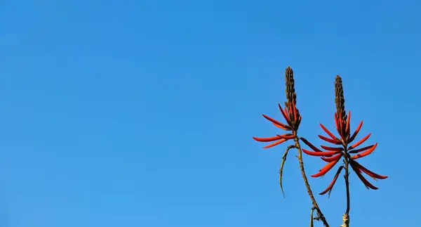 mavi gökyüzü arka plan ile kırmızı çiçek