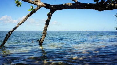Panama 'daki Bocas Del Toro Plajı