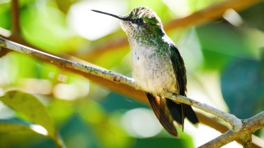 Dişi menekşe-önlü sinekkuşu, Brezilya Atlantik ormanlarında yaşayan bir kuş.