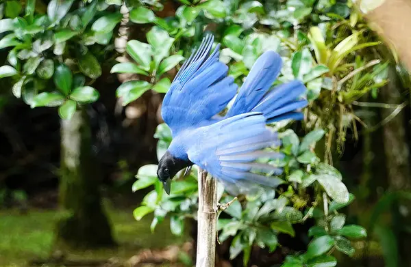 Mavi Gralha, Brezilya Atlantik Ormanı 'nın kuşu.