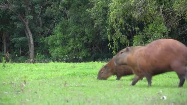 Capibara Pascolo Campo Liberato Natura — Video Stock