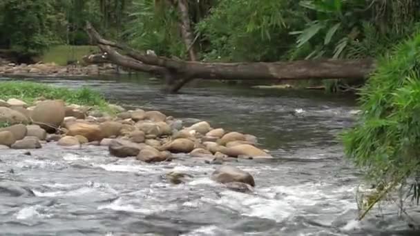 Río Selva Atlántica Brasileña Rápidos Árbol Caído Sobre Río — Vídeo de stock