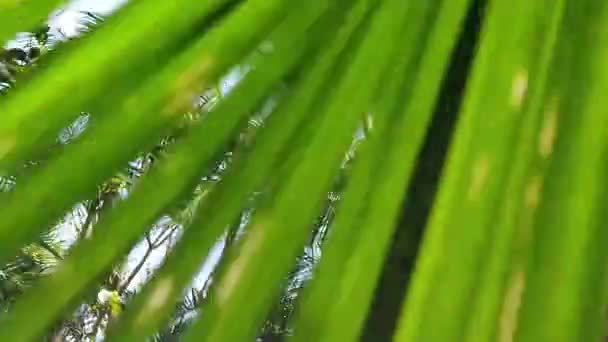 Wilgotny Las Las Atlantycki Życie Dołu Tropikalne Palmy — Wideo stockowe