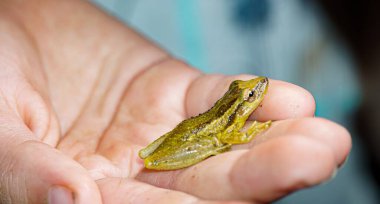 Ağaç kurbağası, küçük amfibi bir adamın elinde.