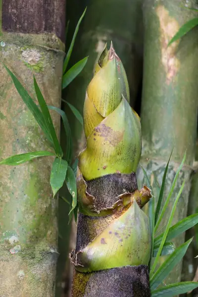 Bambu filizi, Asya mutfağında yaygın olarak kullanılır.