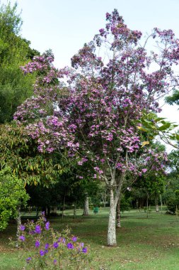 Brezilya Atlantik Ormanı 'nın öncü ağacı Mac-da-serra. Brezilya' nın Paran eyaletinin Atlantik yağmur ormanları ve Serra do Mar 'ın nemli yamacının karakteristiği.