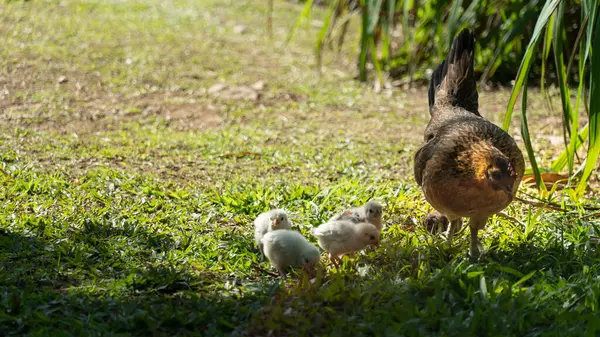 Çimenlerde otlayan piliçlerle.