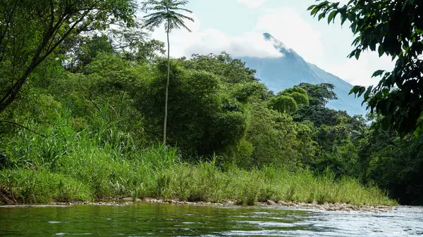 Arka planda Paran, Brezilya 'da Atlantik ormanı, Me Catira nehri ve Pico Marumbi var.
