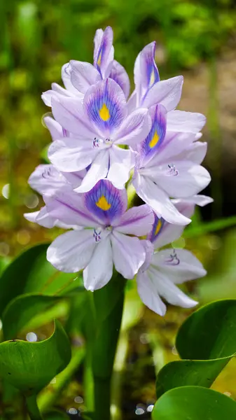 Suyun leylak çiçeği ya da sümbül, Pontederia ailesinden bir su bitkisi türüdür. Güney Amerika 'ya özgü.