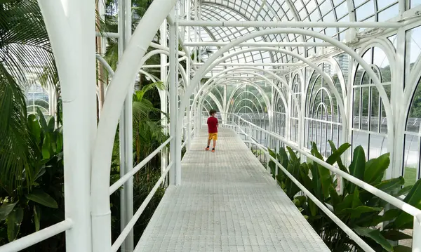 Brezilya 'nın Paran eyaletindeki Curitiba Botanik Bahçesi' ndeki seranın içi. Atlantik ormanlarından gelen bitki türleriyle dolu bir sera.