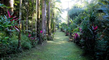 Ormandaki tropik bahçe