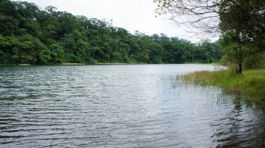 Kosta Rika yağmur ormanlarında sakin göl