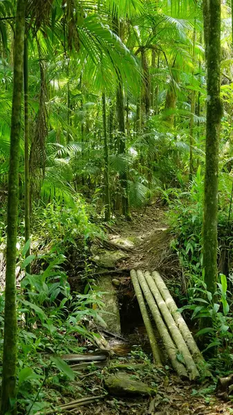 Yeşil ağaçlar tropikal orman