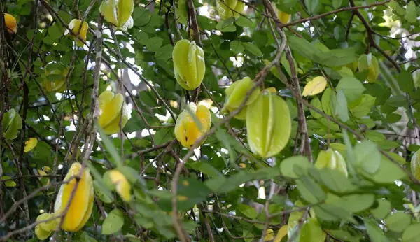 Ağaçtaki yeşil yapraklar