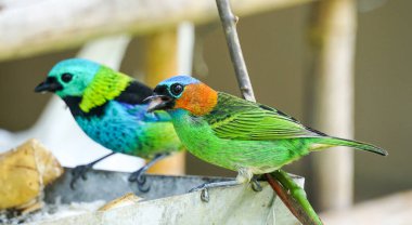 Ahşap dalda renkli papağanlar