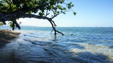 Bocas del Toro, Panama. Karayip Denizi 'ndeki Isla Coln' un güney ucunda yer almaktadır..