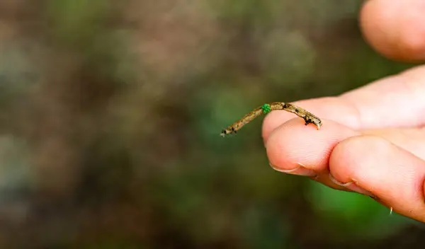 Yakın plan - insan elinin üzerindeki küçük parmağın fotoğrafı, ormandaki geniş çaplı tırtıl.