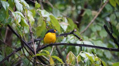 Gerçek Gaturamo, Brezilya Atlantik Ormanı 'ndan gelen kuş.