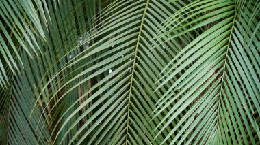 yeşil palmiye yaprağı arkaplanı